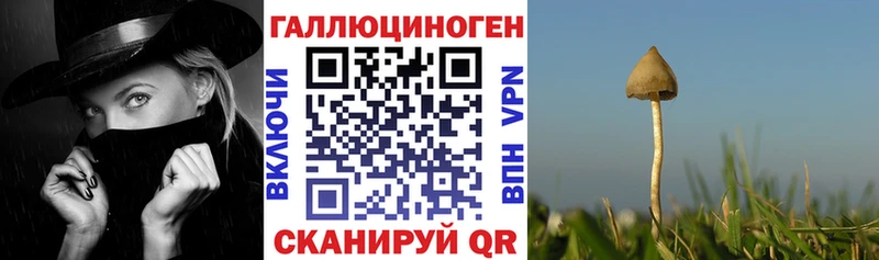 купить наркотики сайты  Выборг  Галлюциногенные грибы Cubensis 